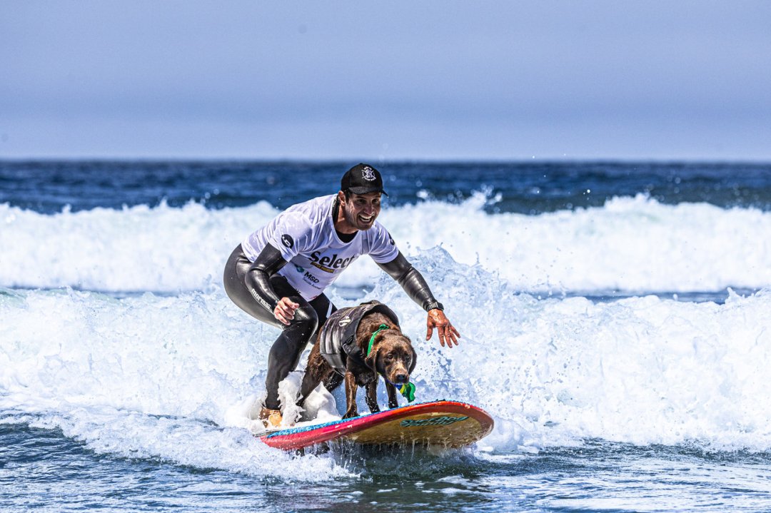 surf-dog