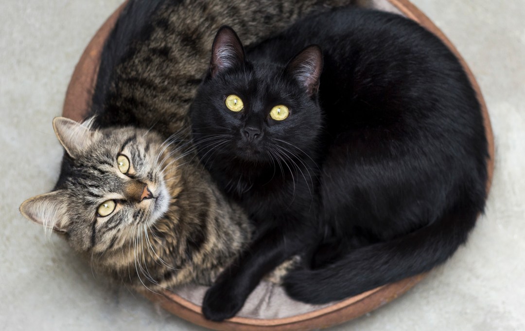 como-socializar-um pet